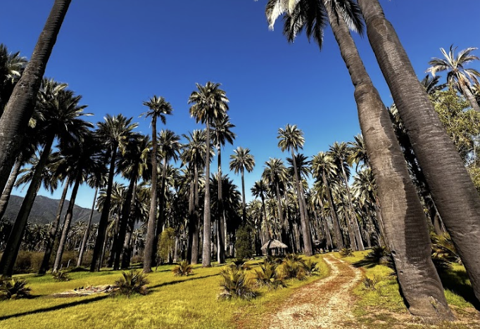 Parque Nacional Las Palmas de Cocalán